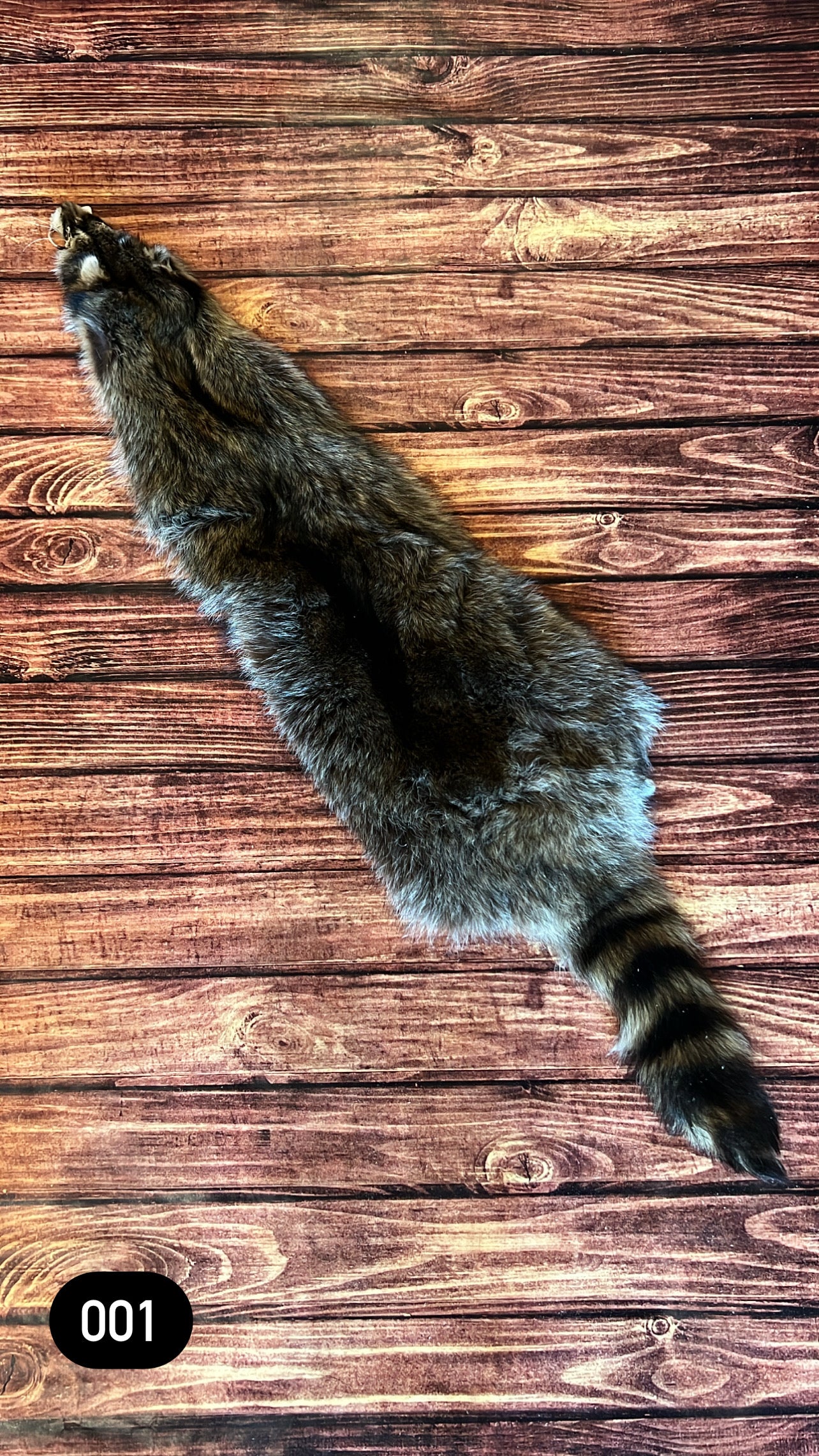 Missouri Raccoon Fur
